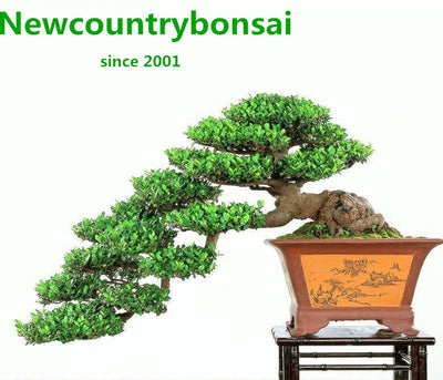 Newcountrybonsai