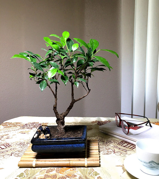 Ficus  Bonsai Tree (S)