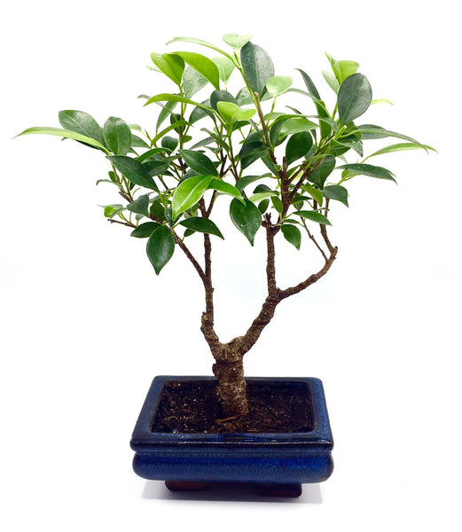 Ficus  Bonsai Tree (S)