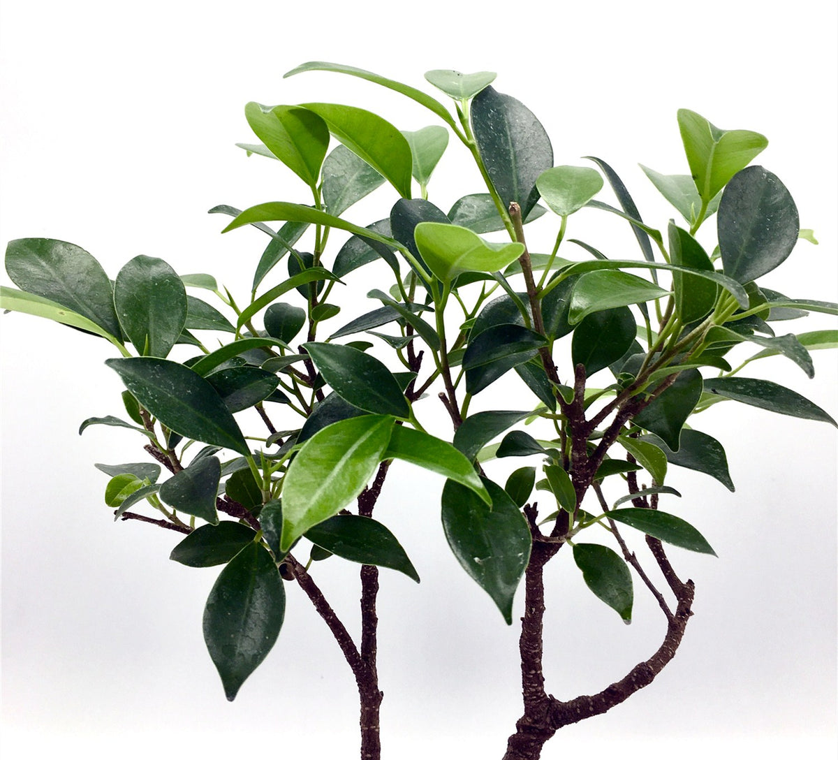 bonsai tree sticky leaves Ficus Bonsai Tree (S) – Newcountrybonsai