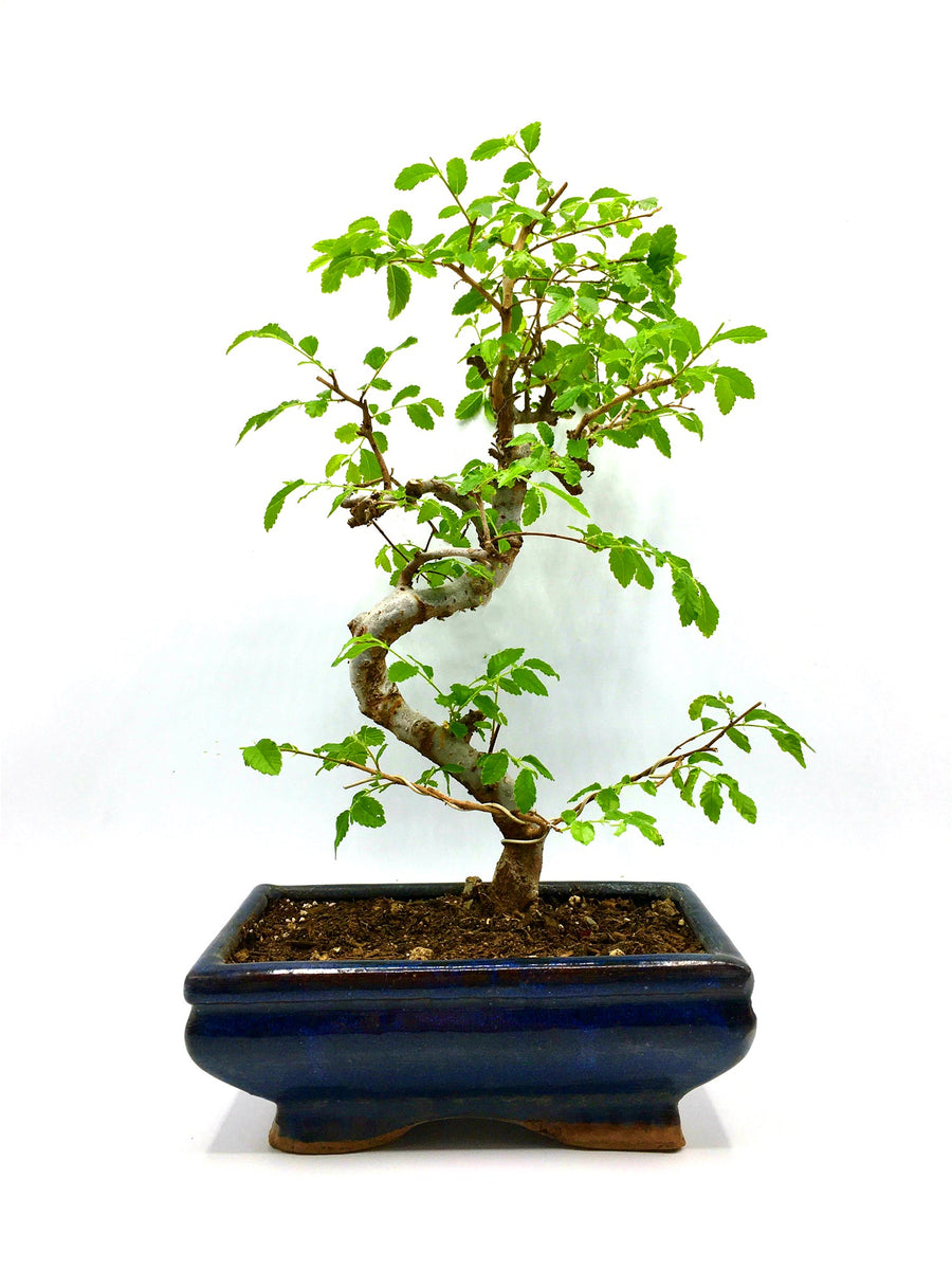 elm bonsai tree for sale Elm Bonsai Tree (M) – Newcountrybonsai