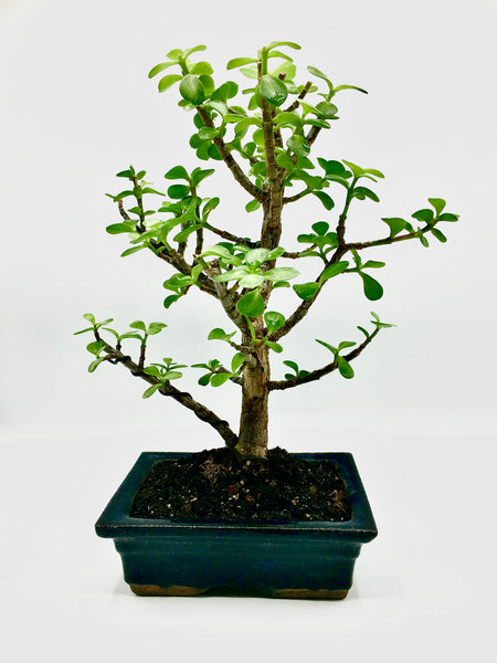 Jade Tree Bonsai (M)
