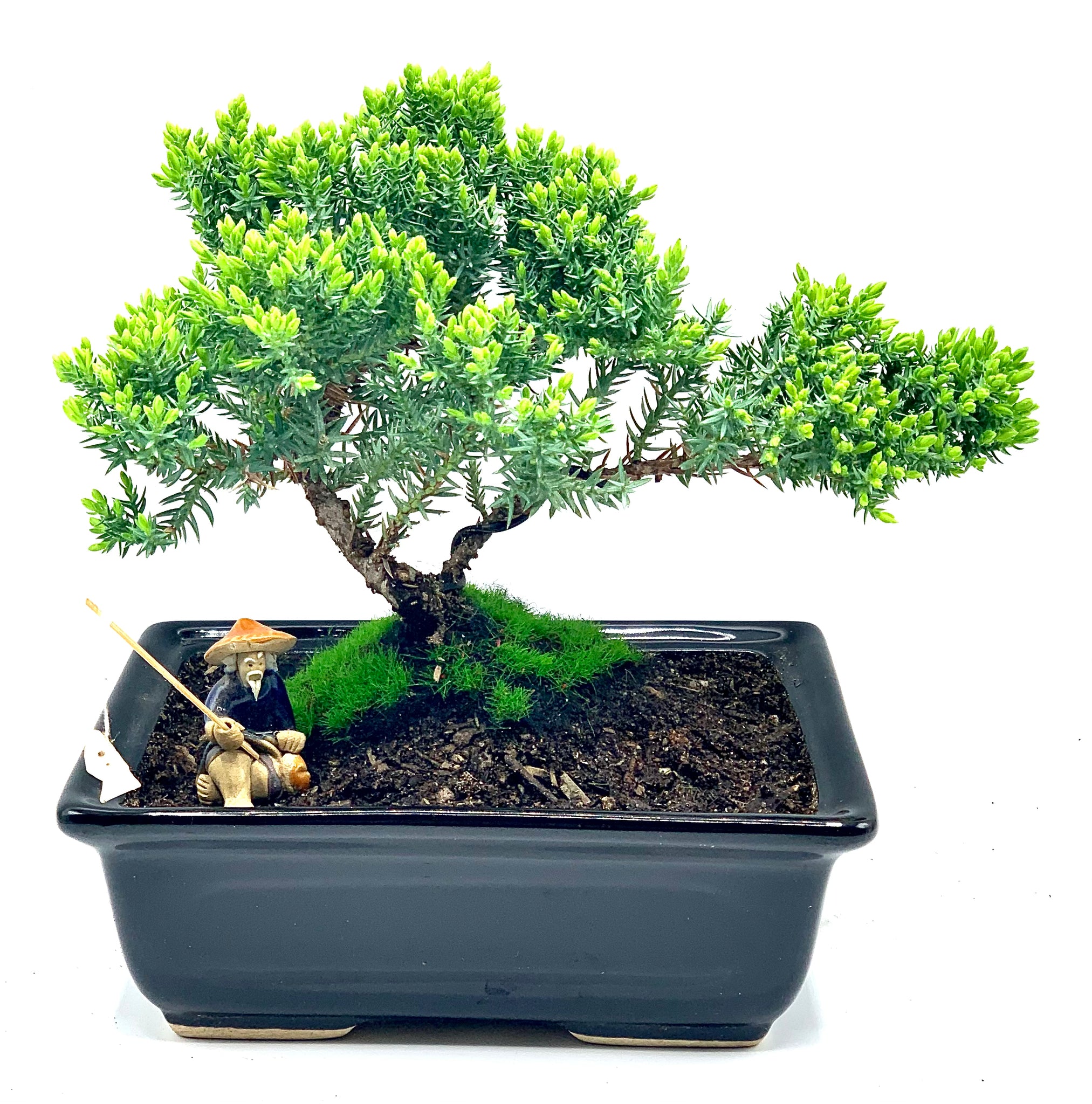 live juniper bonsai tree Live Juniper Bonsai Tree Live Dwarf Juniper Bonsai Tree about 6 Years – Newcountrybonsai