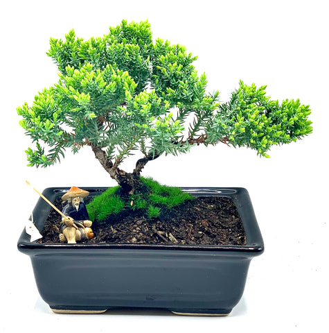 Live Juniper Bonsai Tree Live Dwarf Juniper Bonsai Tree about 6 Years Old with cute ceramic fisherman(SM)