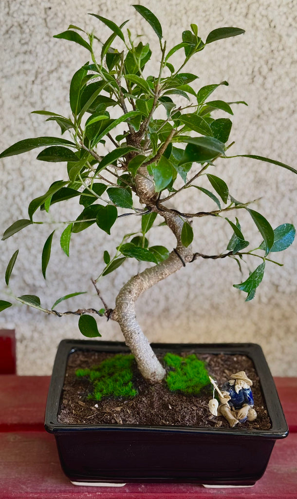 live bonsai trees Live Spiraling Ficus Bonsai Tree (M) – Newcountrybonsai