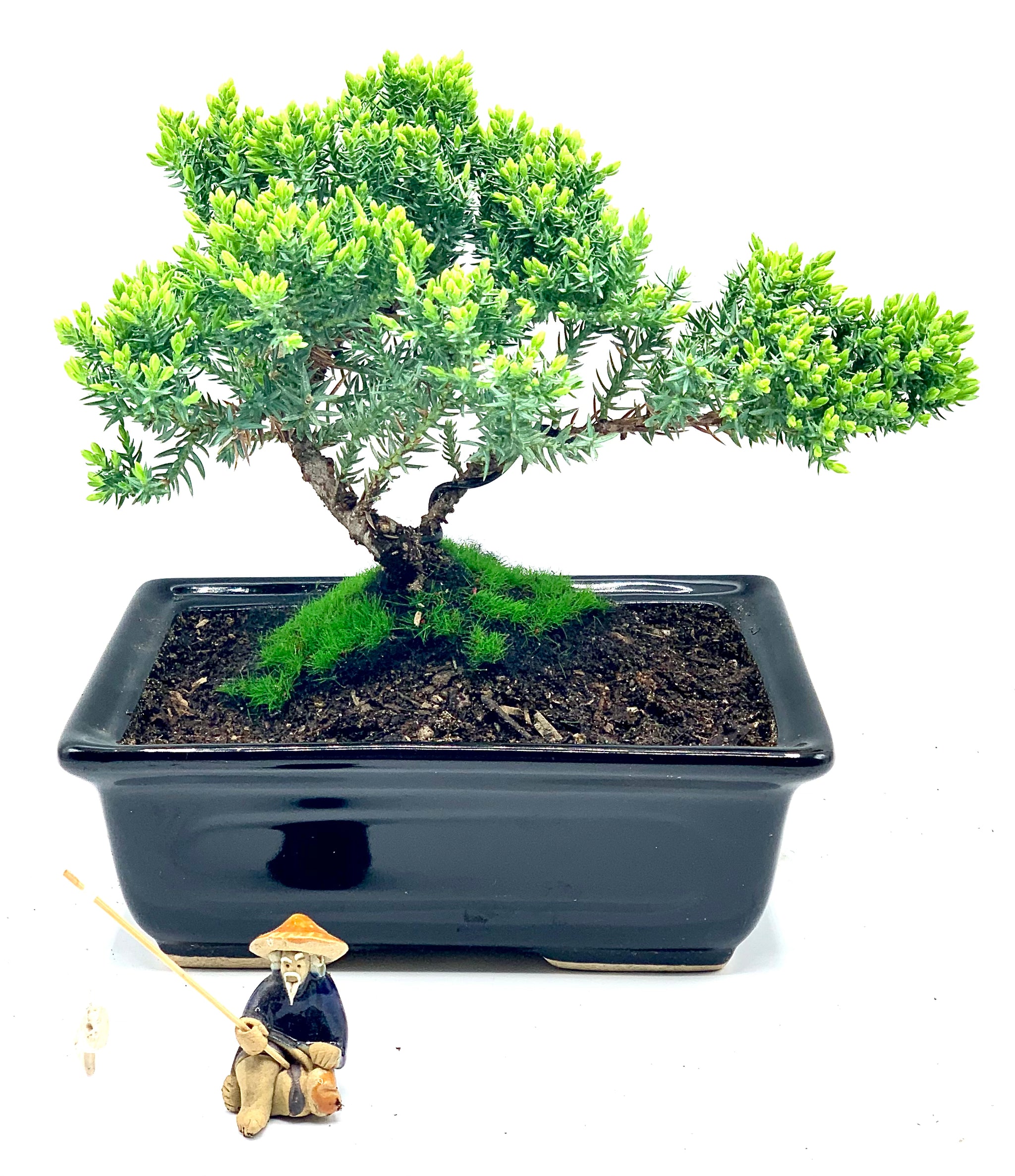 buy juniper bonsai tree online Live Juniper Bonsai Tree Live Dwarf Juniper Bonsai Tree about 6 Years –  Newcountrybonsai