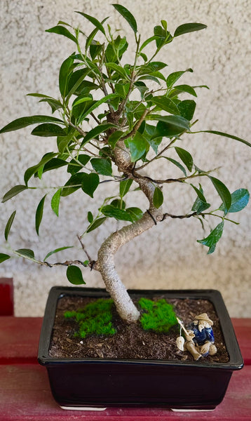 Live Spiraling Ficus  Bonsai Tree (M)