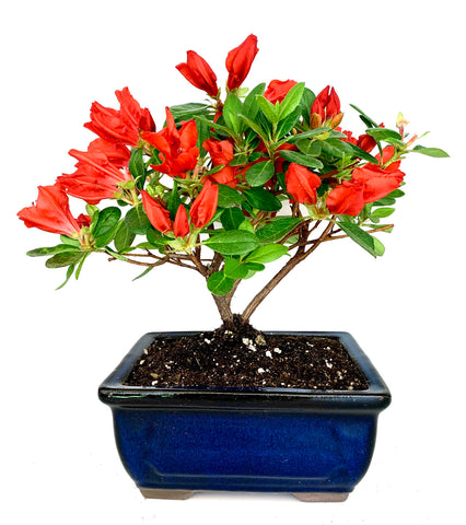 Azalea Bonsai Tree (Red, M)