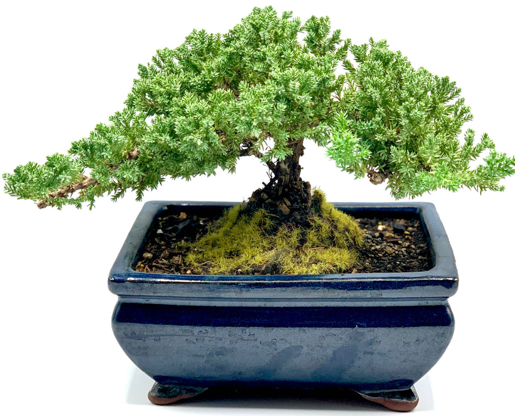 juniper bonsai tree for sale Juniper L – Newcountrybonsai