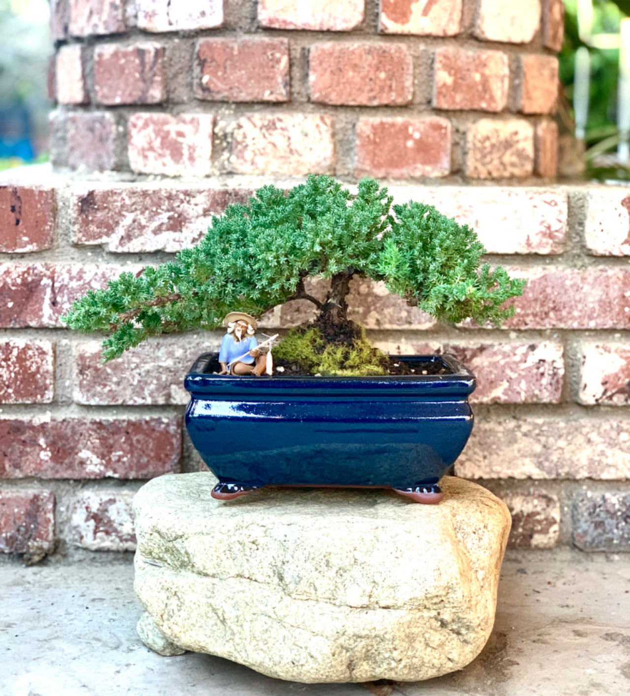 Juniper L – Newcountrybonsai