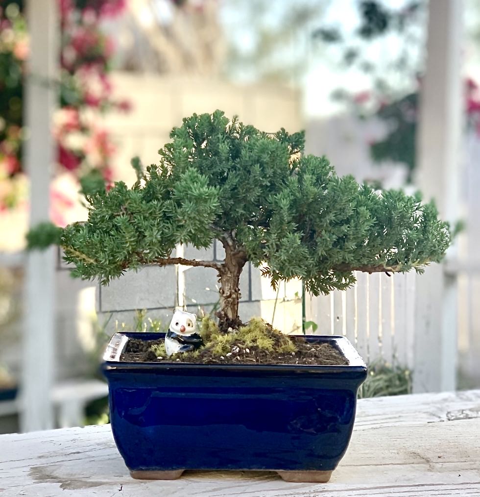 are juniper bonsai trees indoor Juniper M – Newcountrybonsai