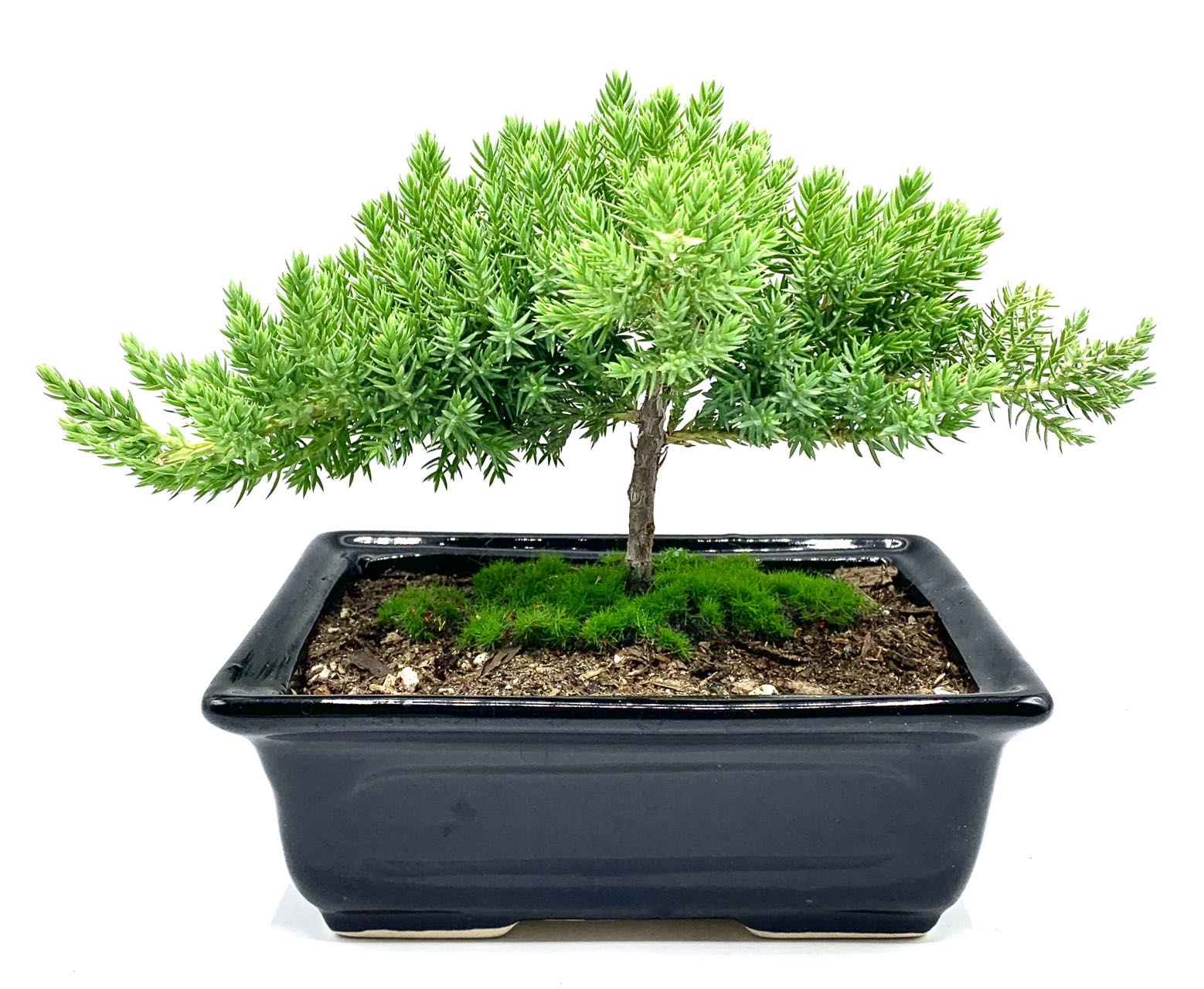 Live Juniper Bonsai Tree Live Dwarf Juniper Bonsai Tree about 6 Years –  Newcountrybonsai