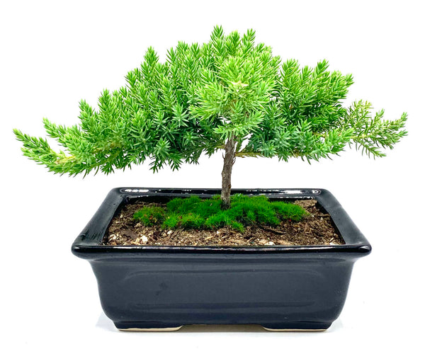 Juniper bonsai SM