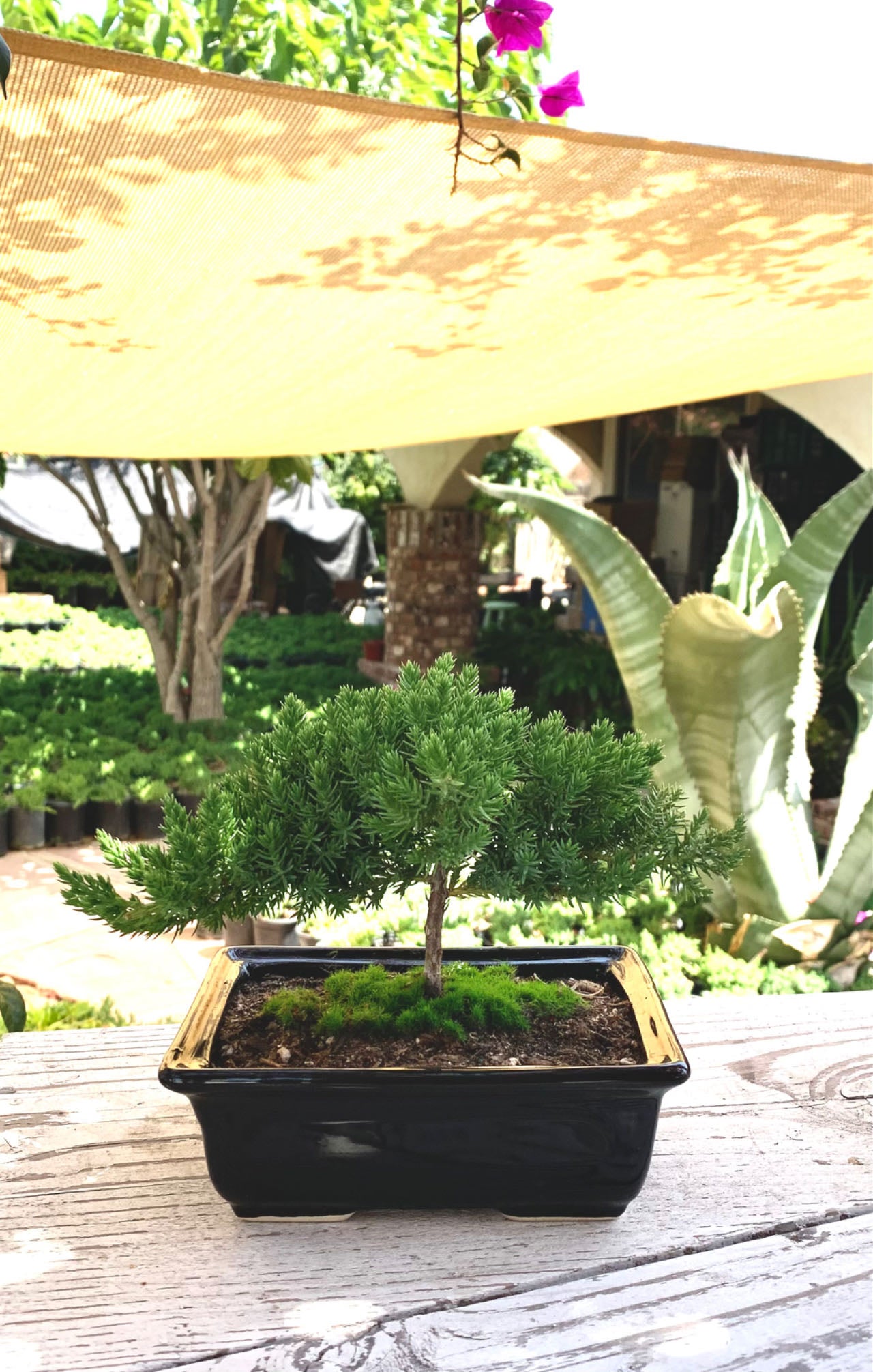 Live Juniper Bonsai Tree Live Dwarf Juniper Bonsai Tree about 6 Years –  Newcountrybonsai