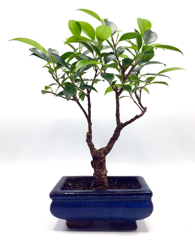 Ficus  Bonsai Tree (S)