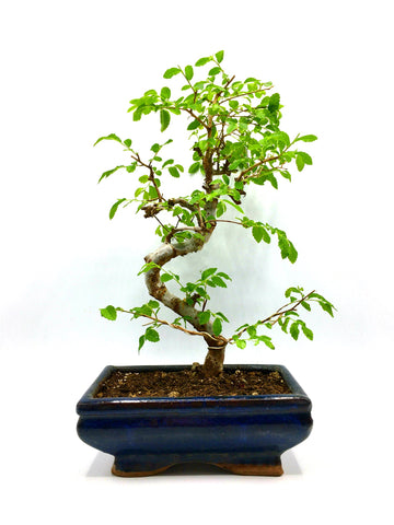 Elm Bonsai Tree (M)