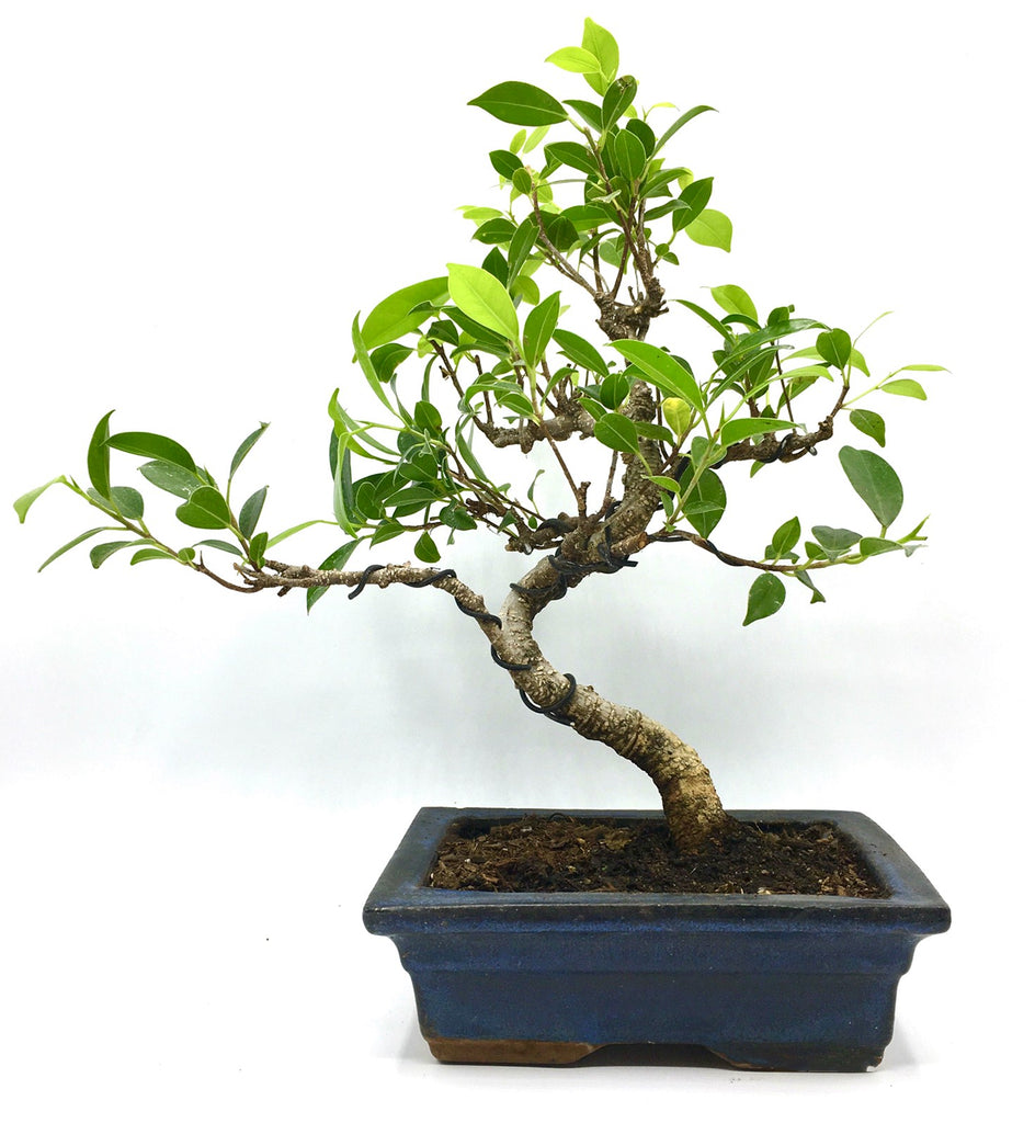 live bonsai tree indoor Live Spiraling Ficus Bonsai Tree (M) – Newcountrybonsai