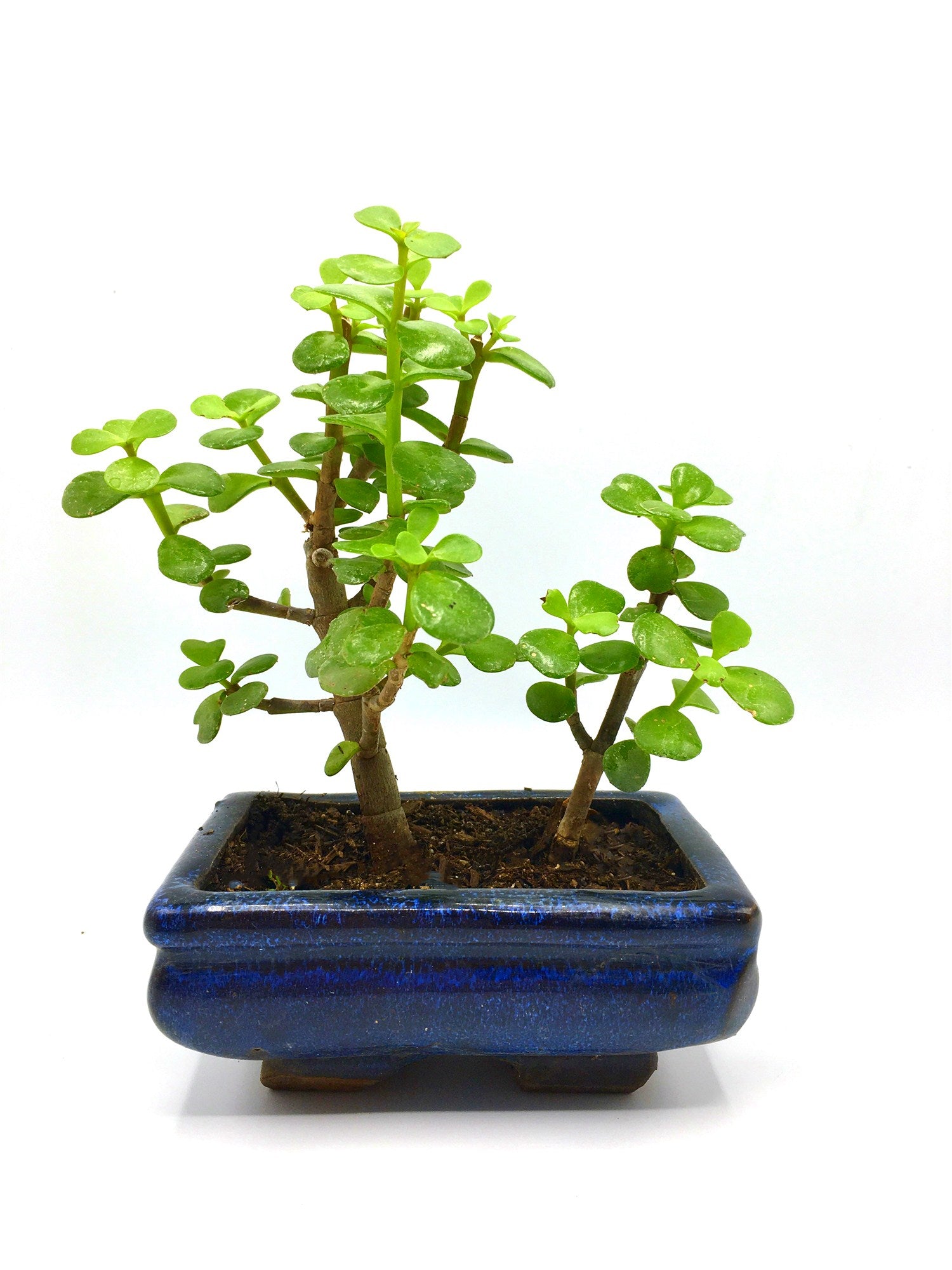 Jade Tree Bonsai (S)