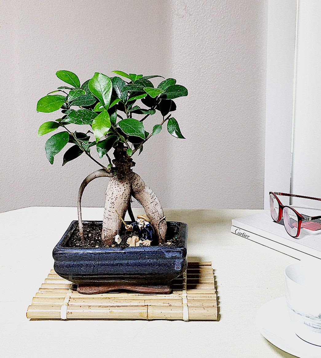 ficus ginseng bonsai tree Ginseng Ficus Bonsai Tree – Newcountrybonsai