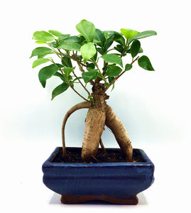 Ginseng Ficus  Bonsai Tree