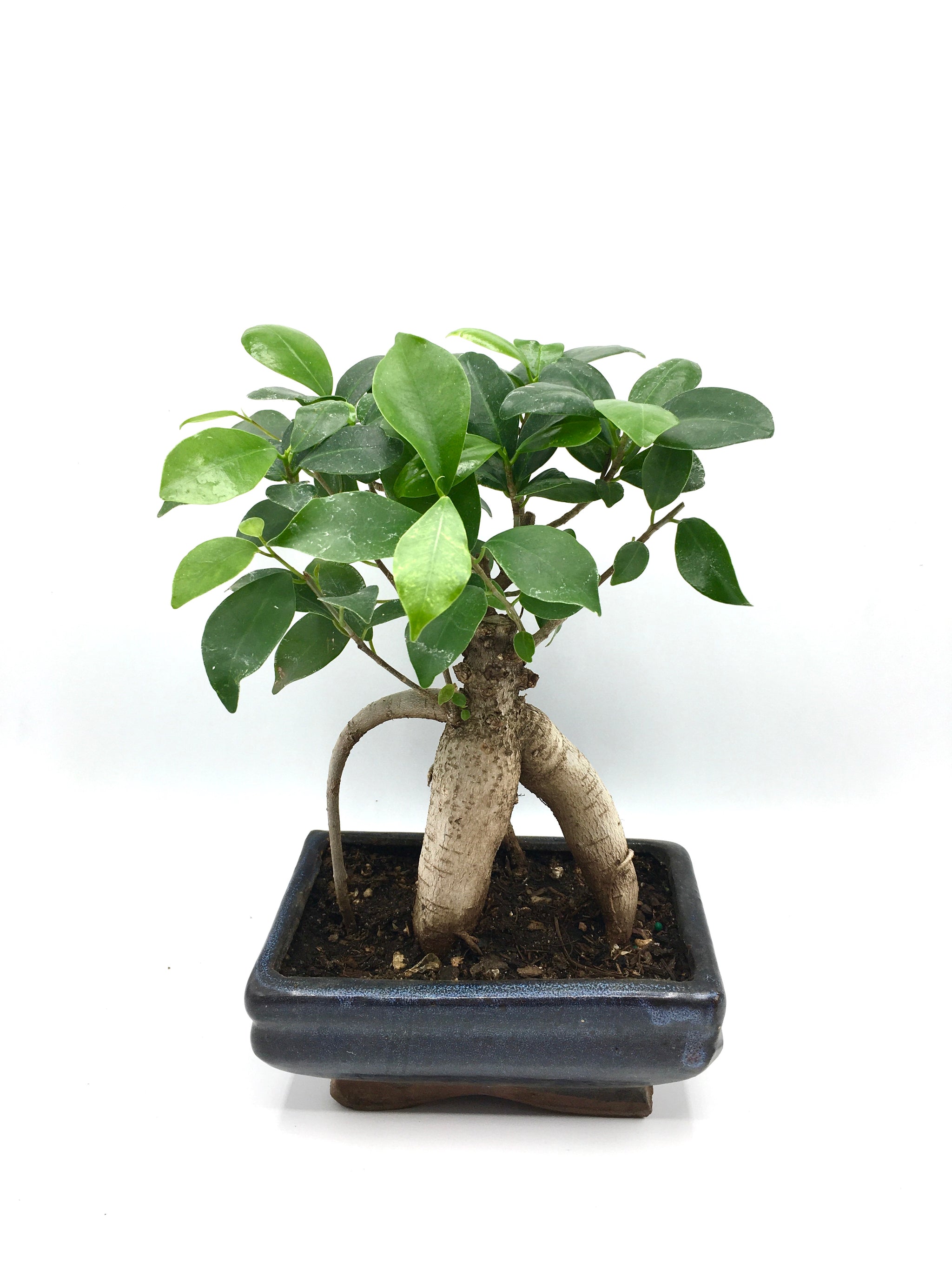 bonsai tree ginseng ficus Ginseng Ficus Bonsai Tree – Newcountrybonsai