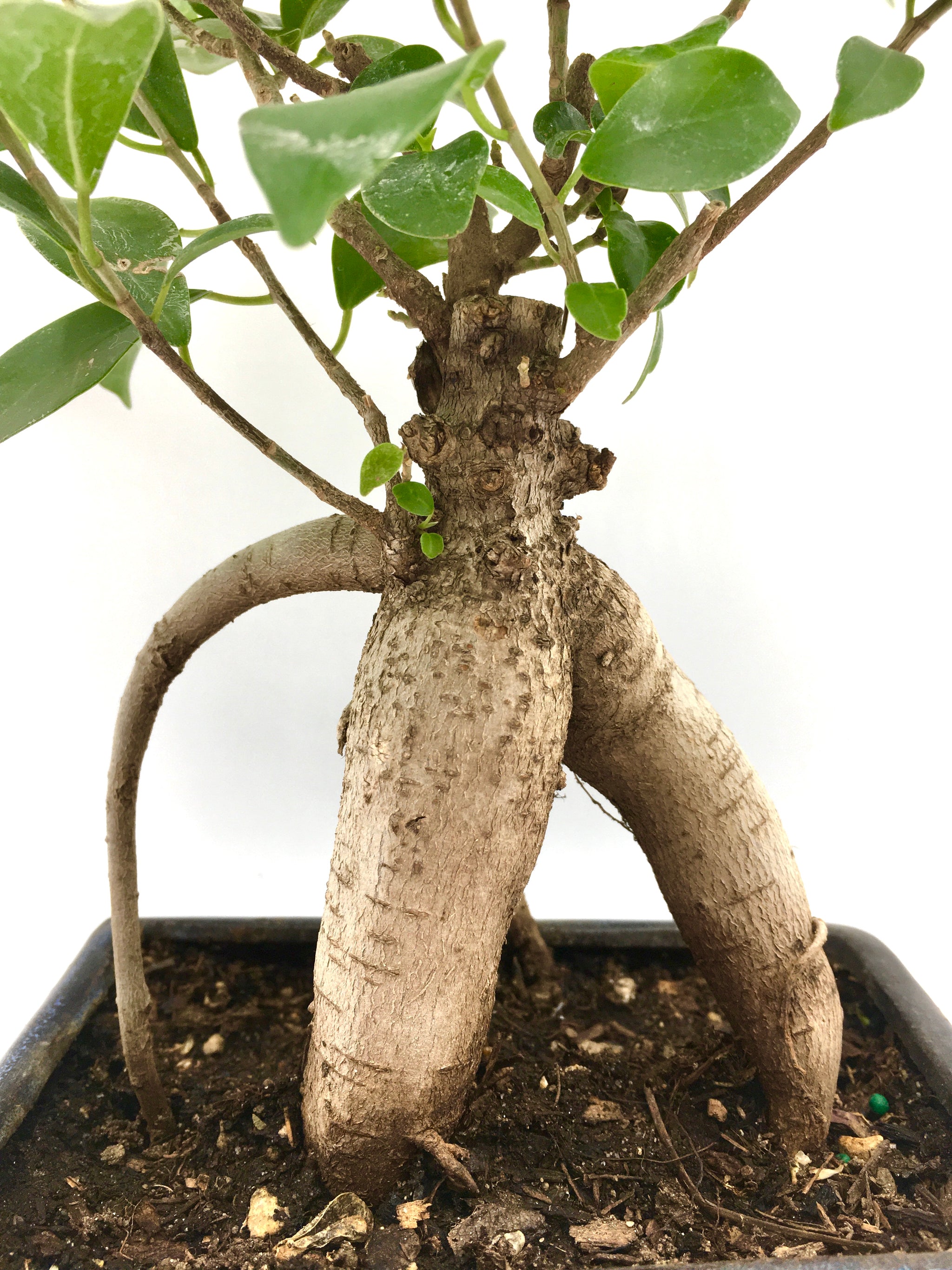 bonsai ginseng potatura Ginseng Ficus Bonsai Tree – Newcountrybonsai