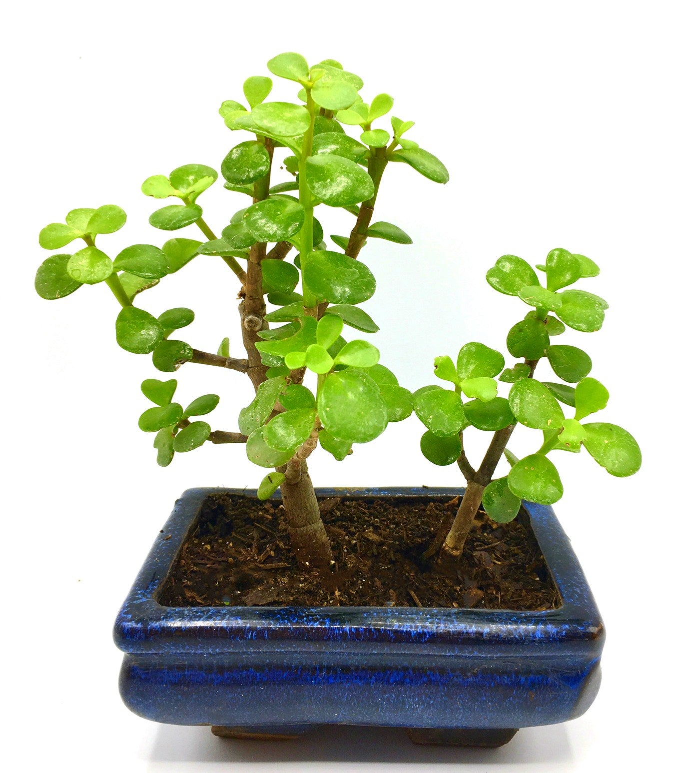 Jade Tree Bonsai (S)