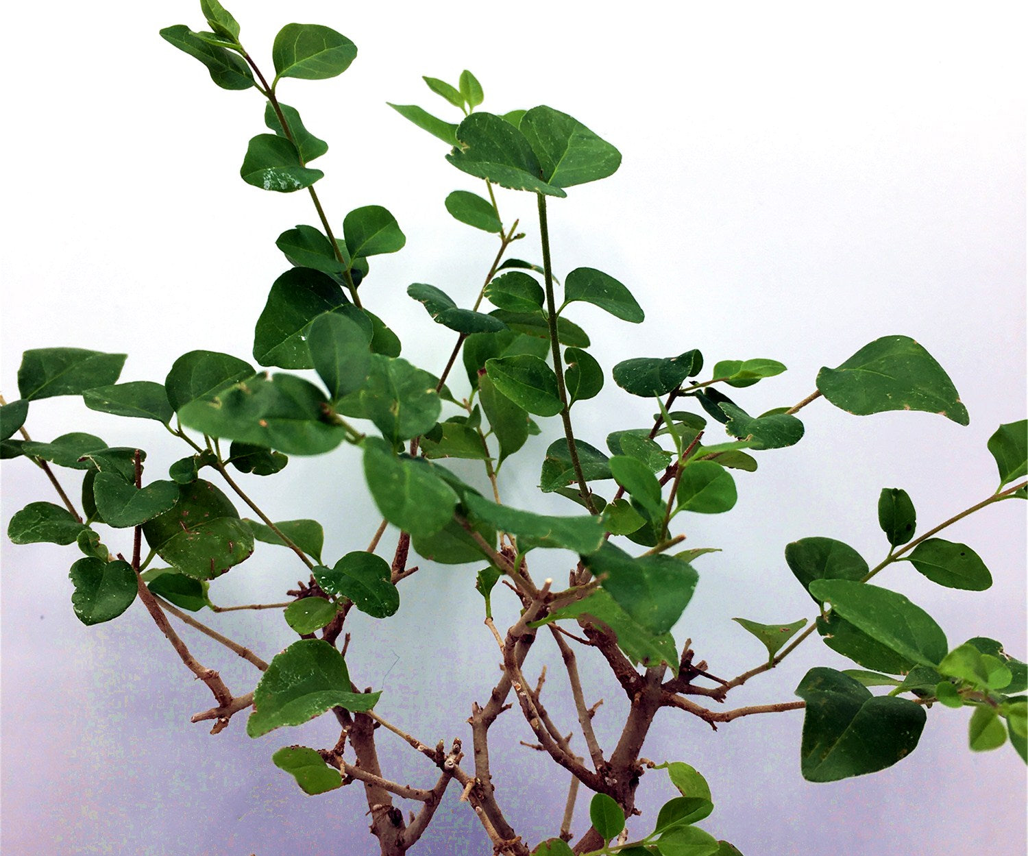 Ligustrum Bonsai Tree (S)