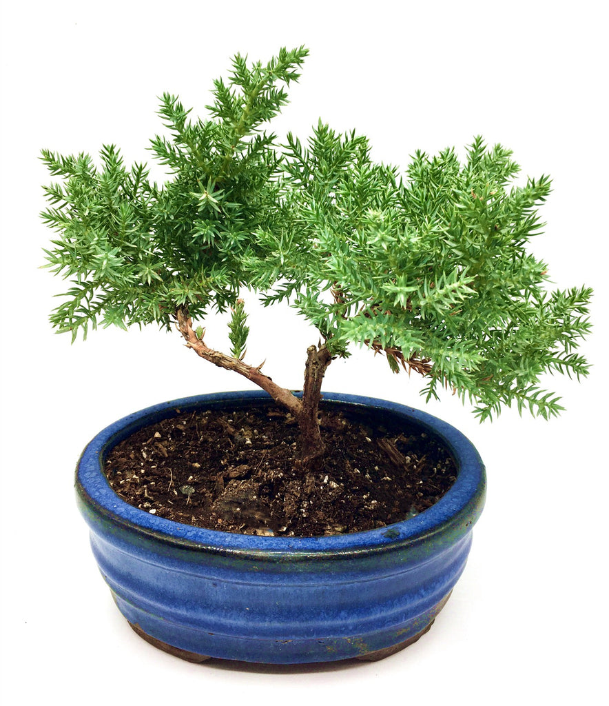 bonsai tree albuquerque Juniper bonsai – Newcountrybonsai