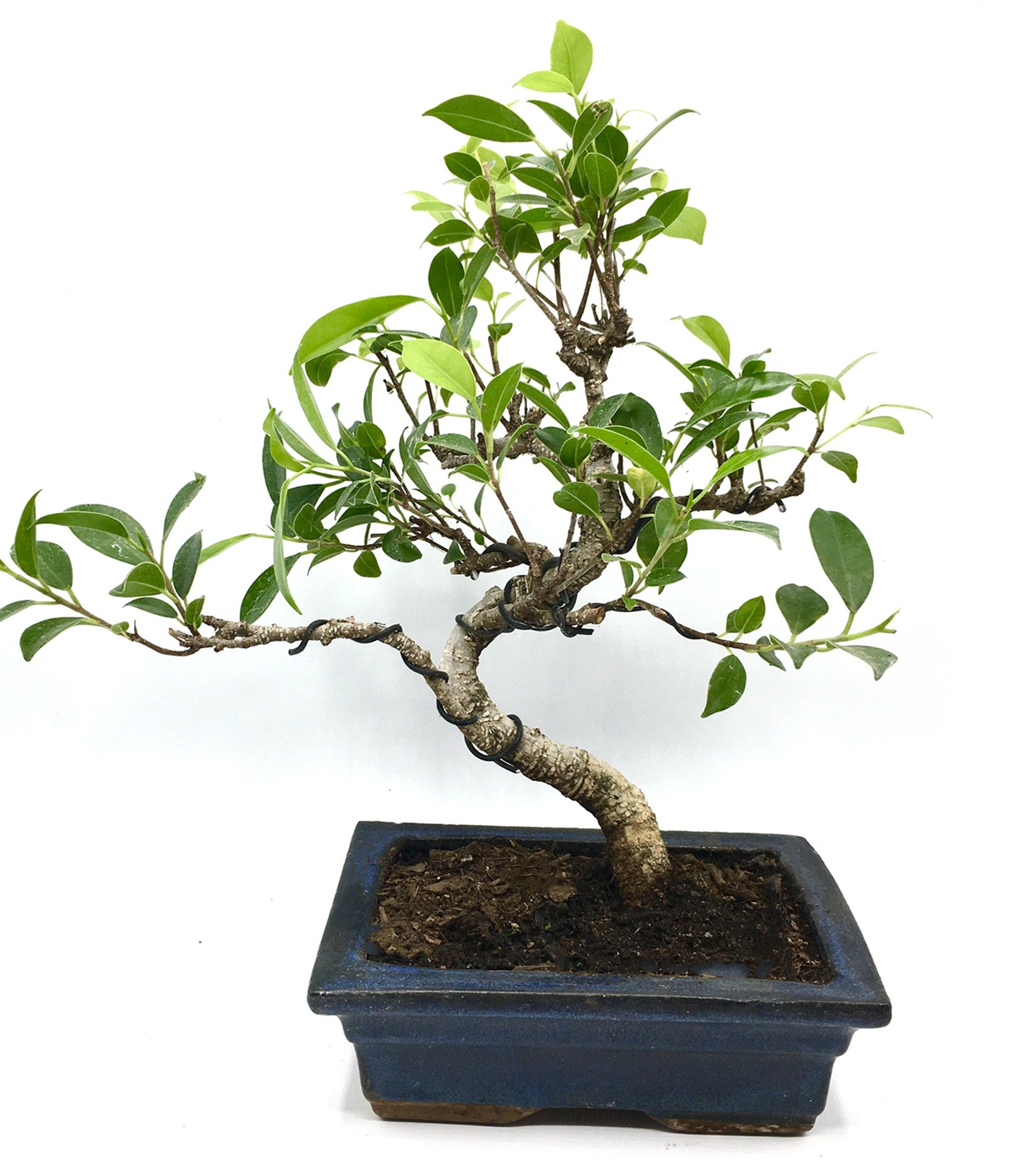 Ficus  Bonsai Tree (M)