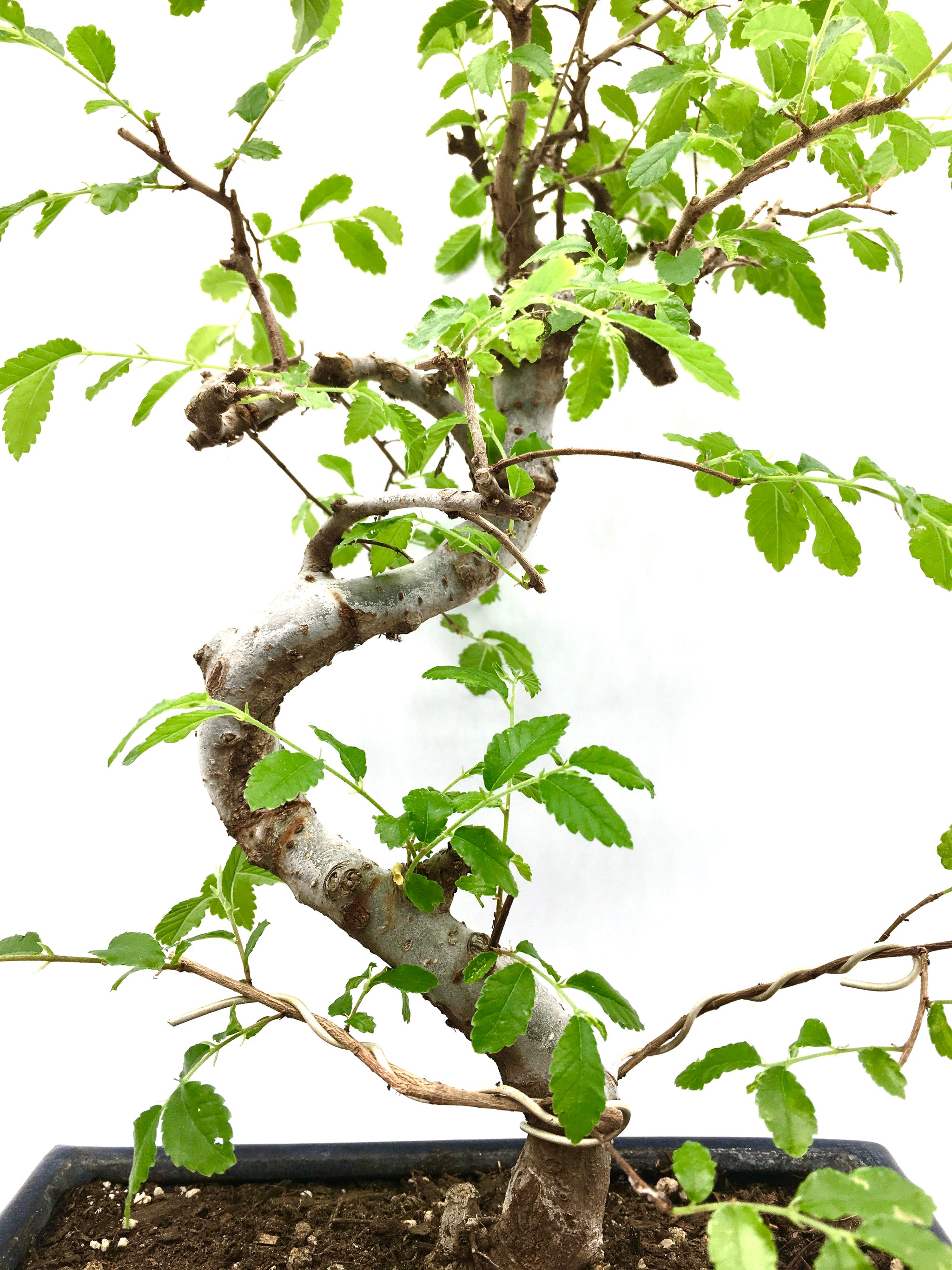 elm bonsai tree for sale Elm Bonsai Tree (M) – Newcountrybonsai