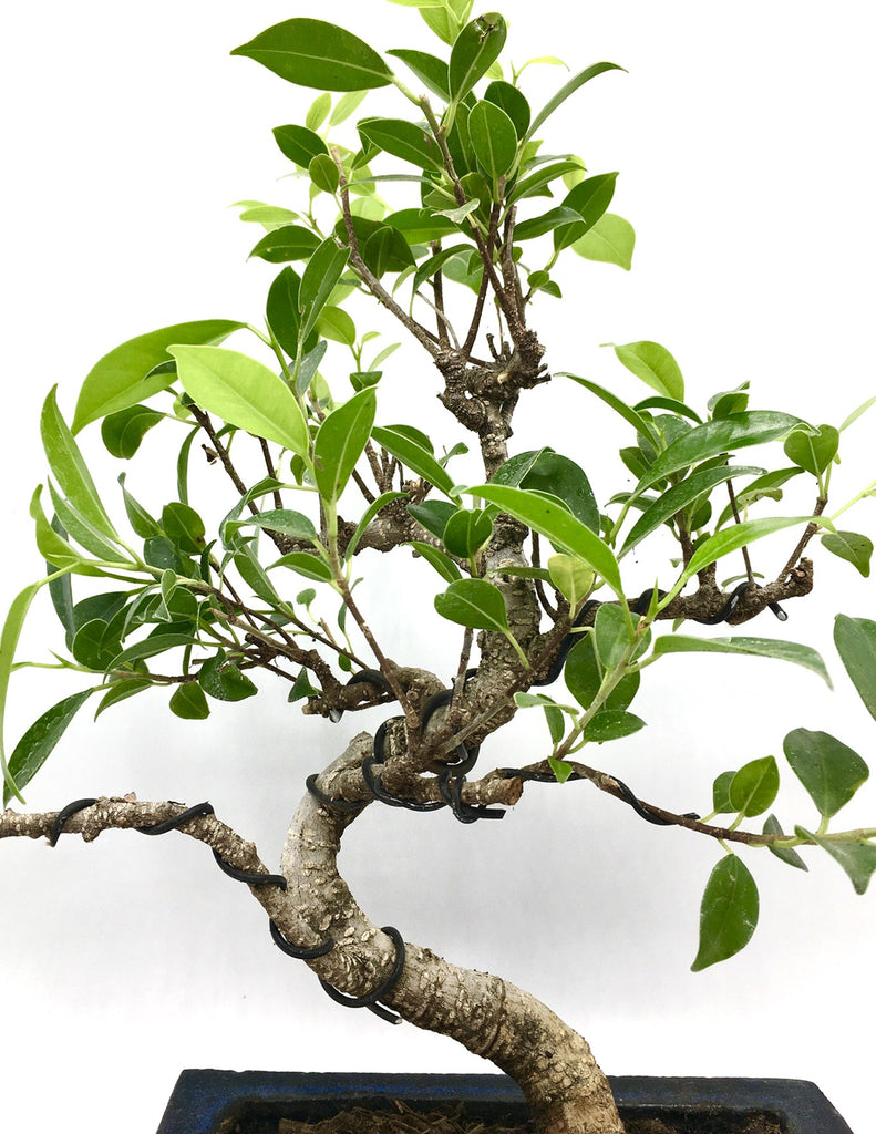 spiral bonsai tree Live Spiraling Ficus Bonsai Tree (M) – Newcountrybonsai