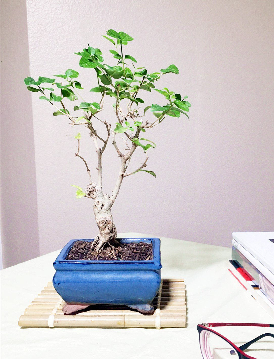 Ligustrum Bonsai Tree (S)