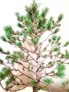 Rock Pine Bonsai Tree (XL)