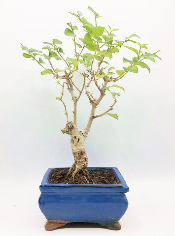 Ligustrum Bonsai Tree (S)