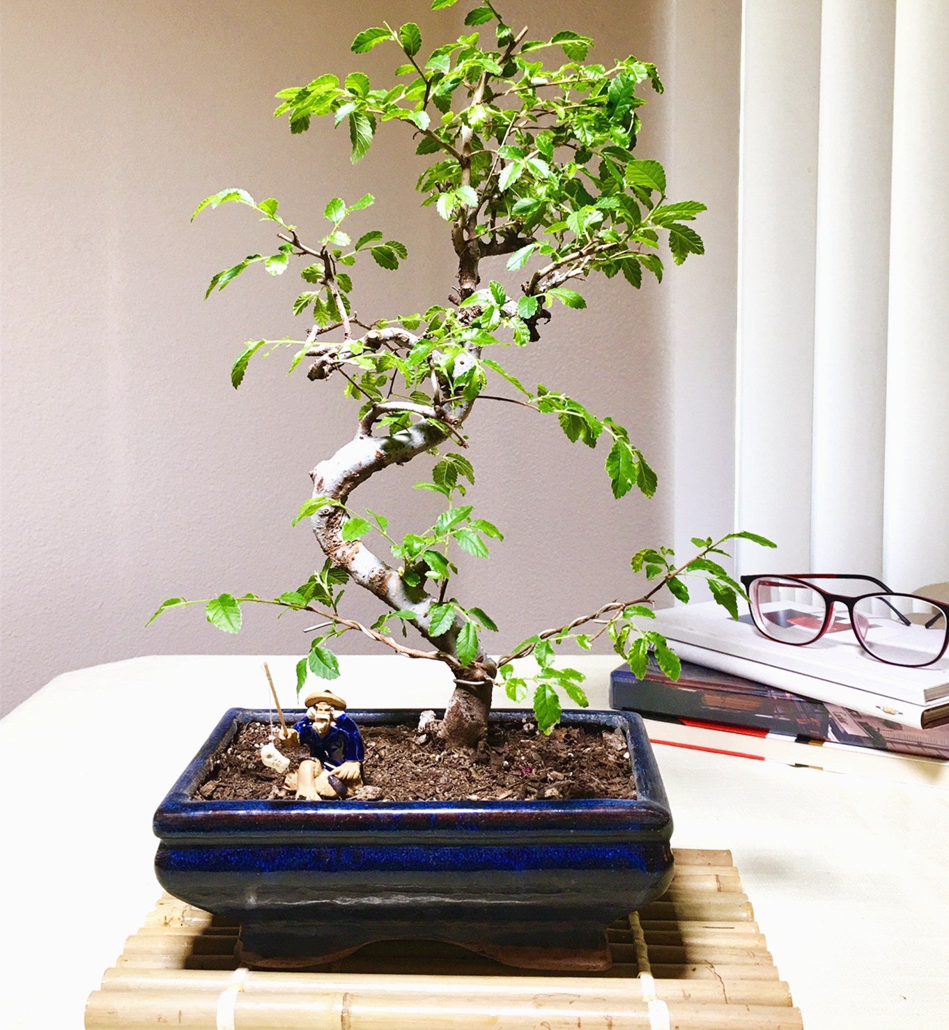 Elm Bonsai Tree (M)  Newcountrybonsai