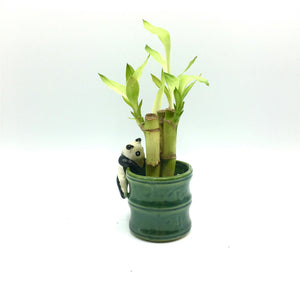 2.25'' x 2.25'' Panda Glazed Vase For Lucky Bamboo