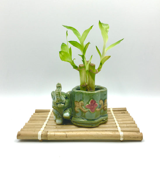 Bamboo stand for bonsai & plants Small