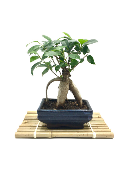 Bamboo stand for bonsai & plants Large