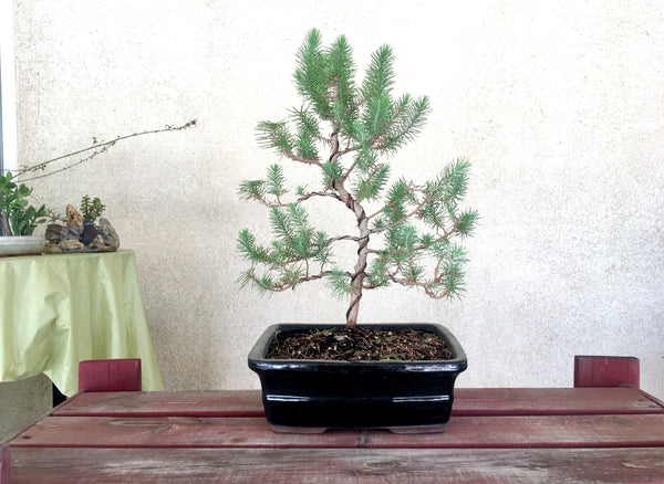 Rock Pine Bonsai Tree (L)