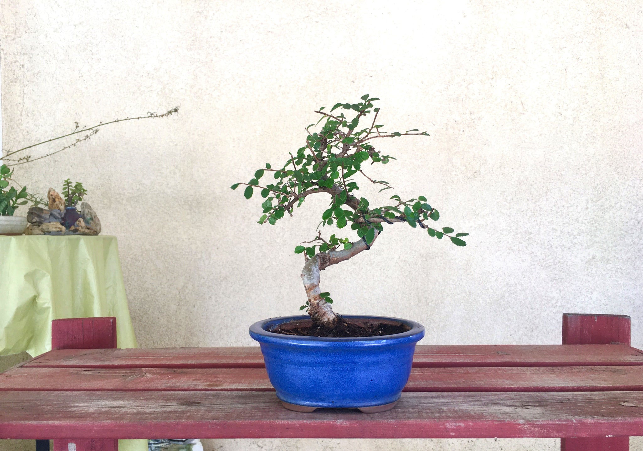 english elm bonsai tree Elm Bonsai Tree (S) – Newcountrybonsai