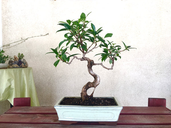 Ficus Bonsai Tree (L)