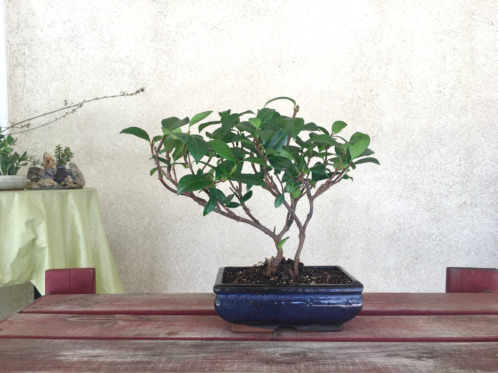 jasmine tree bonsai Jasmine Bonsai Tree (M) – Newcountrybonsai