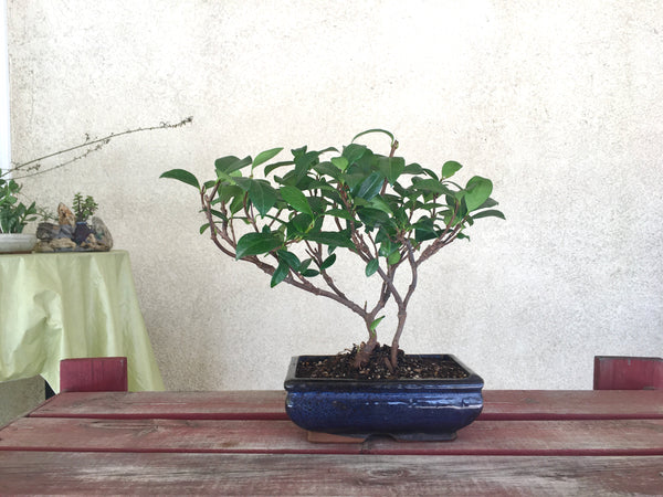 Jasmine Bonsai Tree (M)
