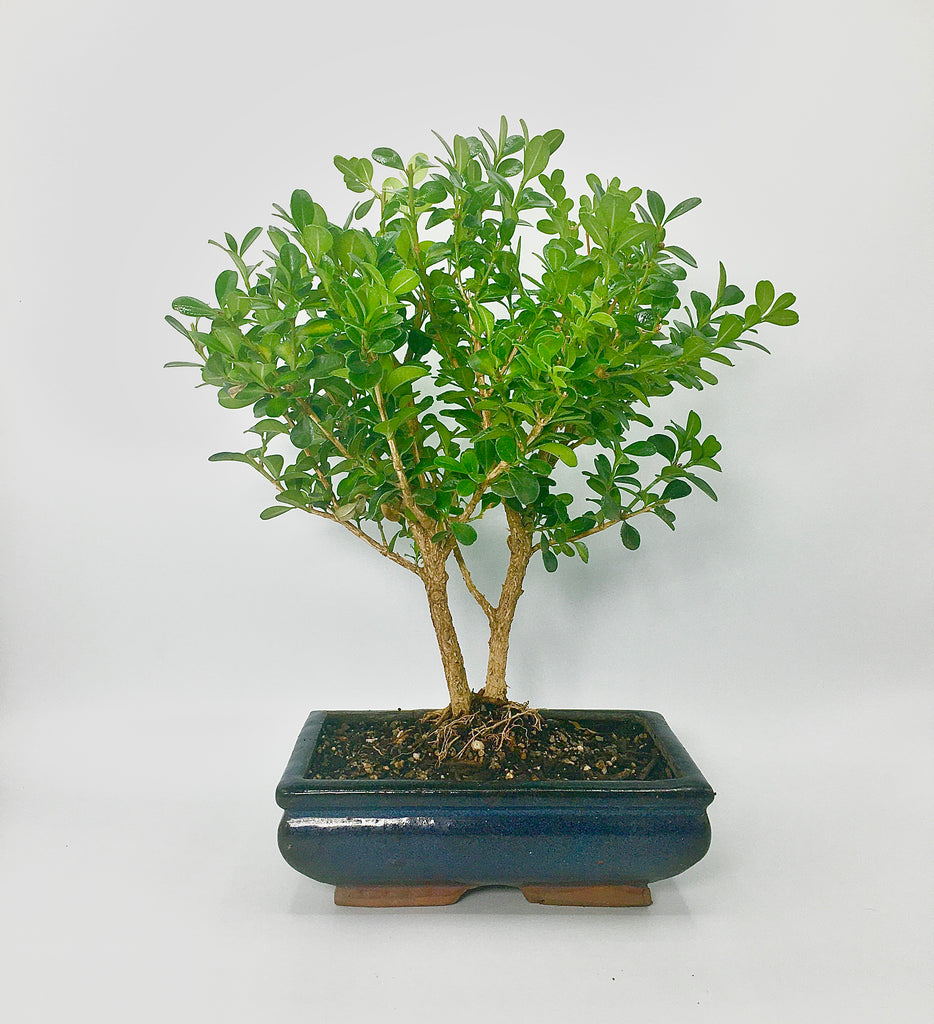 box bonsai tree Boxwood Bonsai Tree (M) – Newcountrybonsai