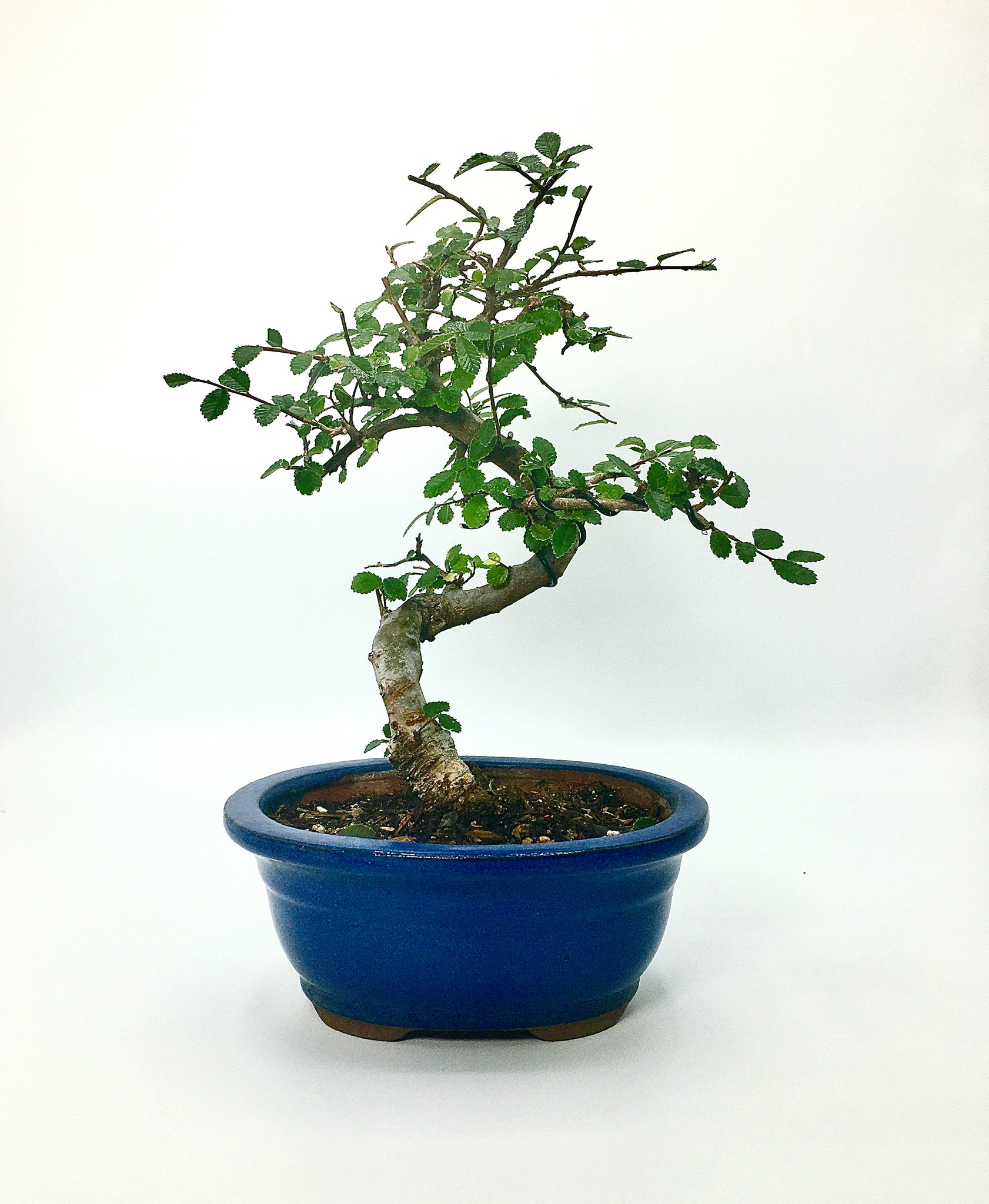english elm bonsai tree Elm Bonsai Tree (S) – Newcountrybonsai