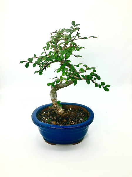 Elm Bonsai Tree (S)