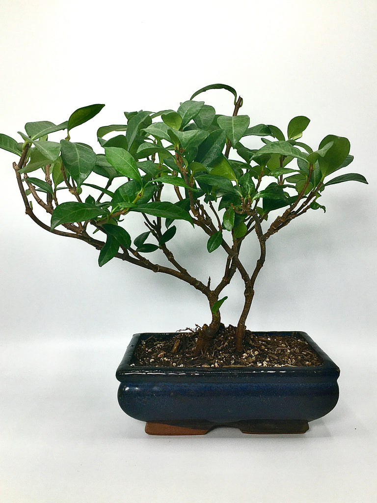 jasmine tree bonsai Jasmine Bonsai Tree (M) – Newcountrybonsai