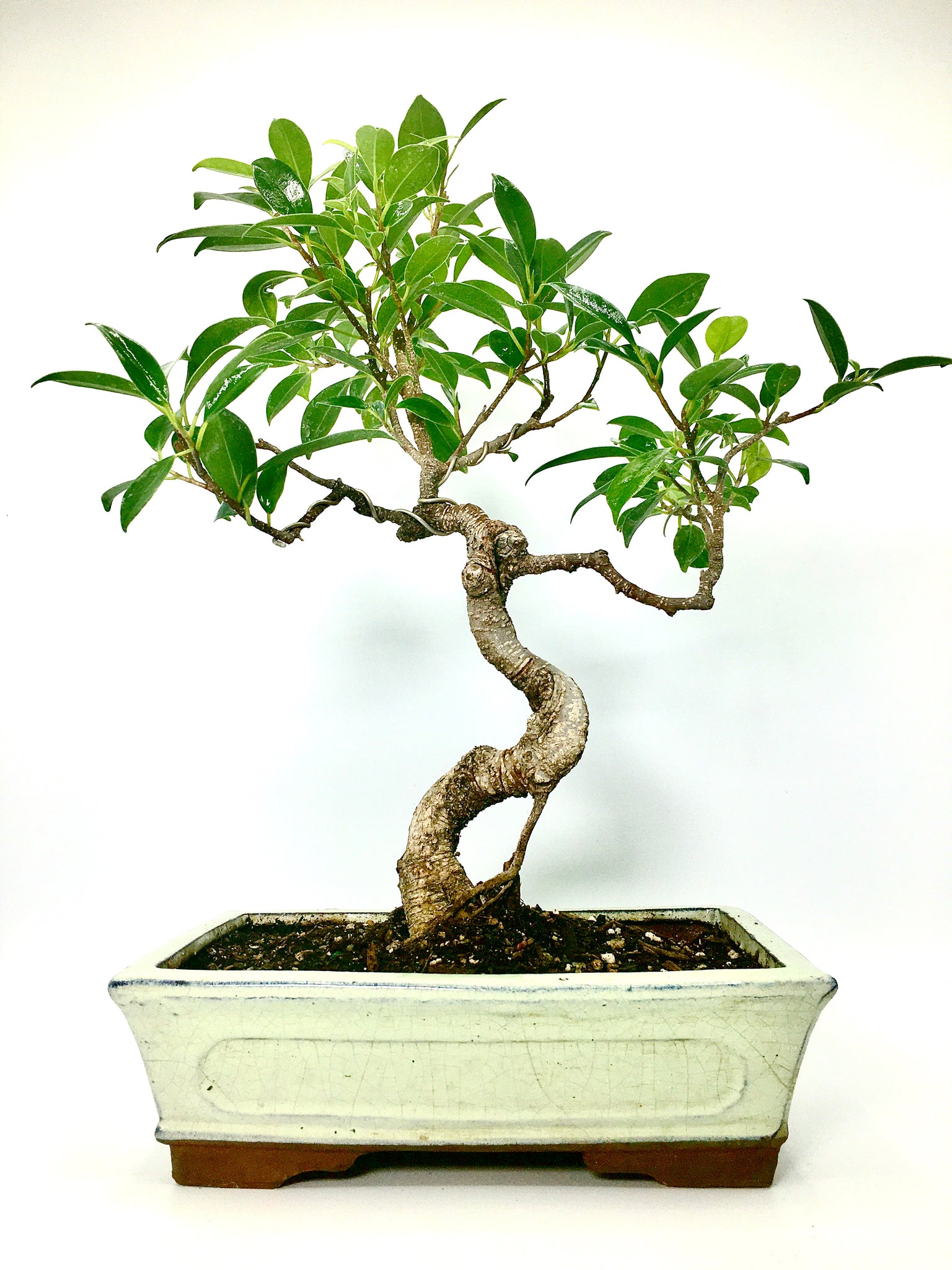 ficus bonsai trees for sale Ficus Bonsai Tree (L) – Newcountrybonsai