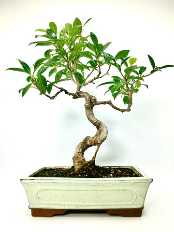 Ficus Bonsai Tree (L)